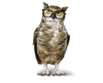 owl image