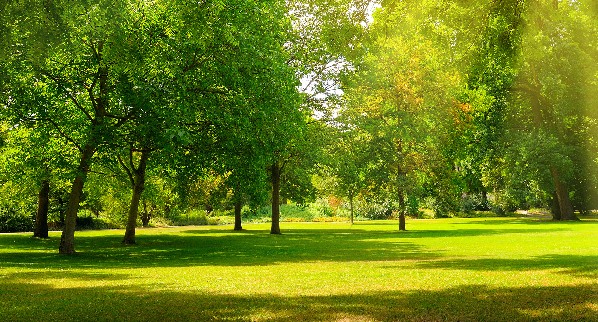 Forest scene